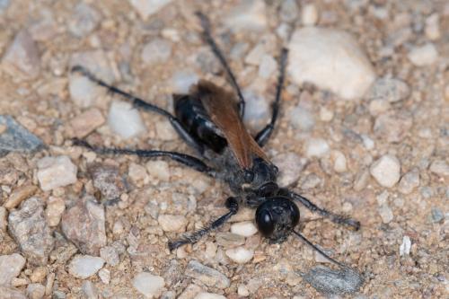 Prionyx subfuscatus